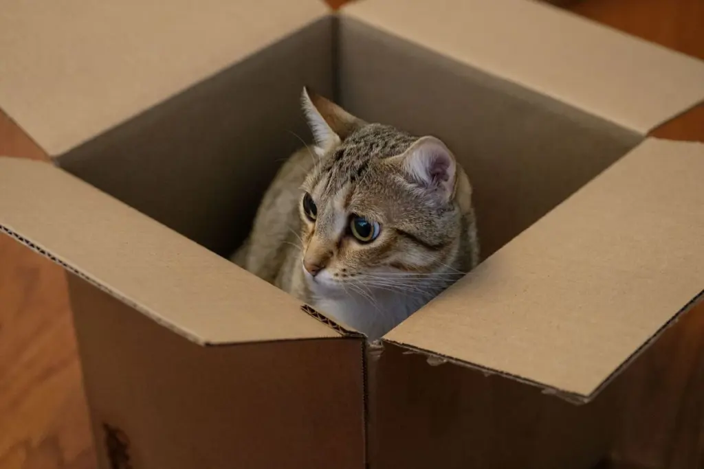 Gato asomado dentro de una caja de cartón abierta