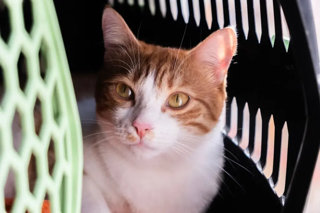 Gato dentro de su transportín