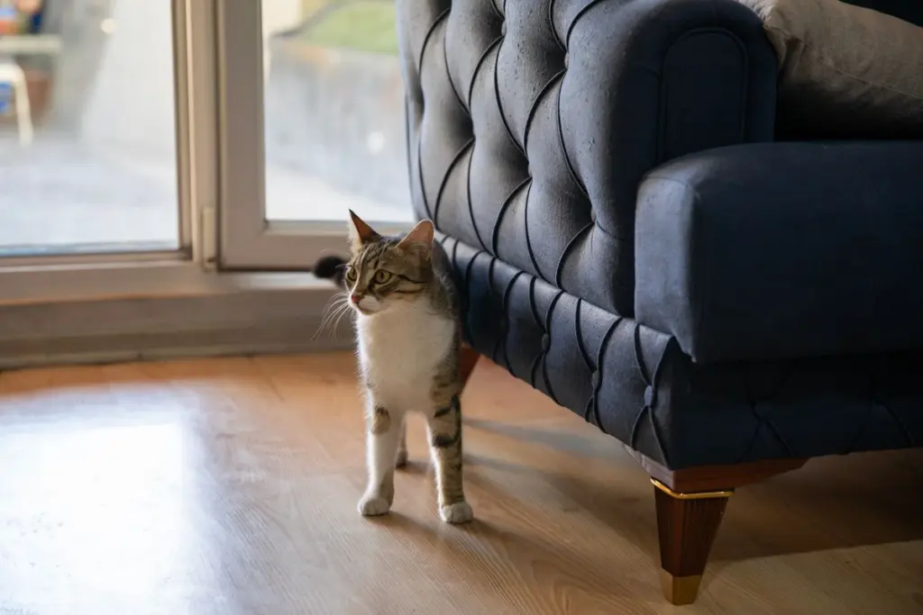 Gato explorando un salón junto a la ventana