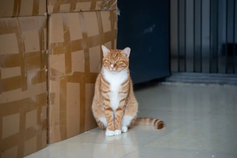 Gato sentado junto a cajas de cartón de mudanza